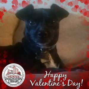 Meet your Posher, Bobbie